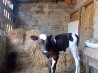 Bulle, Simmental cattle — Foto 2