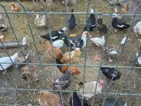 Ducks — foto 2