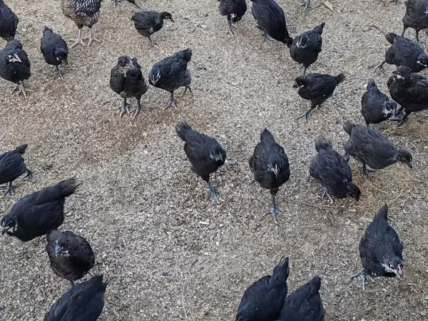 Chickens