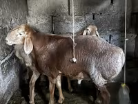 Baran, Arashan sheep — zdjęcie 5