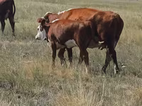 Lembu ternakan (lot, jantina tidak dinyatakan), Simmental cattle — foto 2