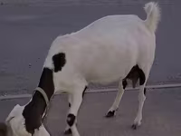 Koza, Beetal goats — foto 6