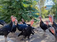 Turkeys — foto 6