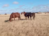 مادیان, Horse breed — عکس 7