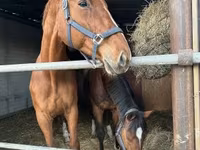 Kobila, Polish pony — fotografija 5