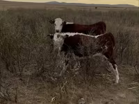 Vacă, Vaca kazahă cu cap alb — foto 3