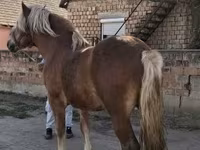 اسب نر, اسب — عکس 2