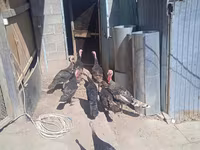 Turkeys — foto 2