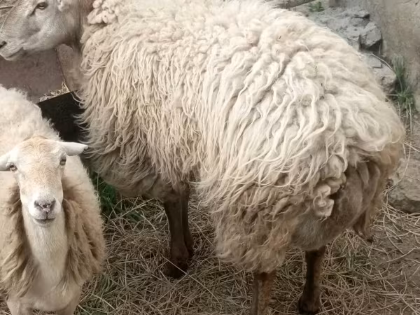 Beran, Ovce