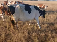 Vaca, Russian Black pied cattle — foto 4