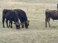 Skot (série, pohlaví neuvedeno), Swiss cattle — foto 7