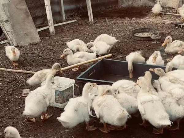 Ducks
