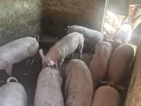 Vier, Porci — foto 5