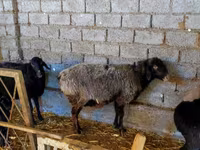 Owca, Edilbay sheep — zdjęcie 3