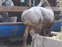 Κριός, Arashan sheep — φωτογραφία 6