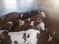 Touro, Vaca Limousine — foto 3