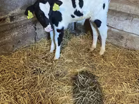 Bovinos (lote, sexo no especificado), Aberdeen-Angus — foto 8
