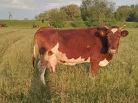 Vacă, Russian Black pied cattle — foto 6