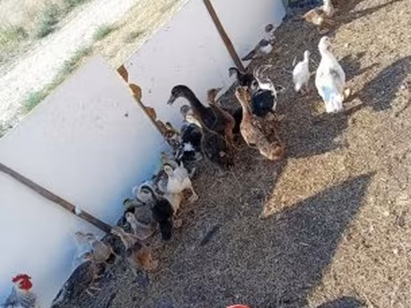 Ducks