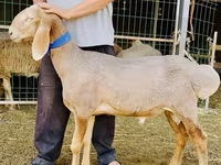 Baran, Dorper sheep — zdjęcie 3