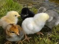 Chickens — zdjęcie 3