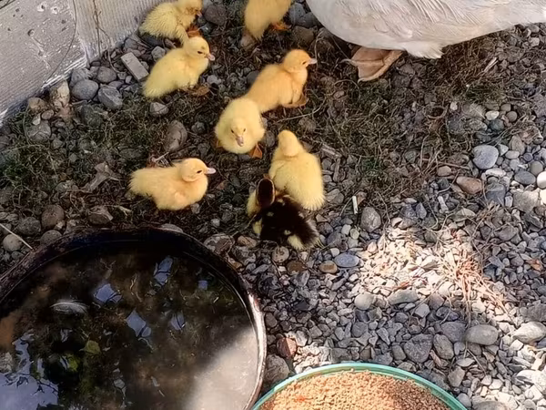 Ducks