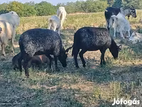 میش, Racka sheep — عکس 2