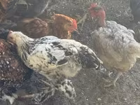Chickens — 사진 2