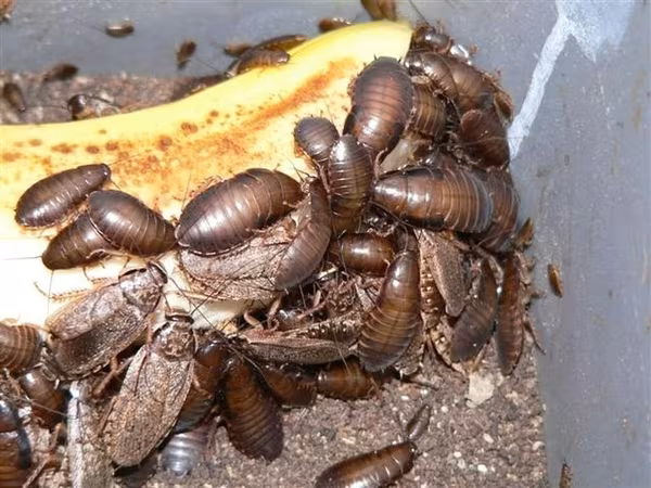 Lobster böcəyi canlı yemdir.15qəpikdir ədədi