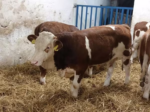 公牛, Simmental cattle