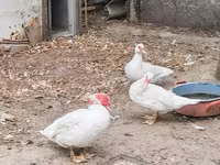 domaća muskovska patka — fotografija 3