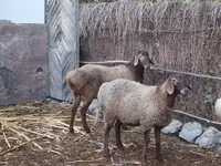 بھیڑ, بھیڑیں — تصویر 4