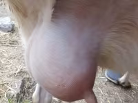 Ziege, Saanen goat — Foto 1