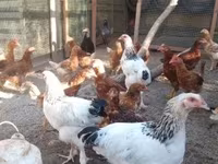 Chickens — foto 3