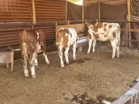 گاو نر, Simmental cattle — عکس 4