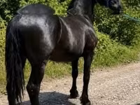 Ձի, Friesian — լուսանկար 6