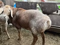 Baran, Arashan sheep — zdjęcie 8