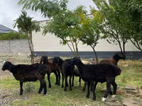 Beran, Ovce — foto 1