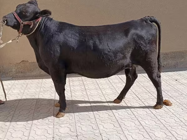 گاو ماده, آبرادین-آنگوس