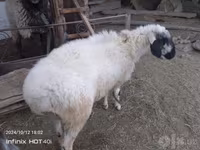 Beran, Blackheaded Persian sheep — foto 2