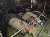 Beran, Edilbay sheep — foto 3