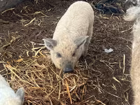 Cinghiale — foto 4