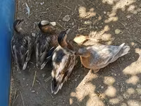 Ducks — ፎቶ 6