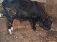 گاو نر, آبرادین-آنگوس — عکس 1