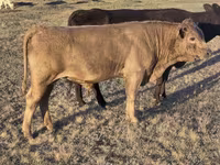 Lembu jantan, Simmental cattle — foto 6