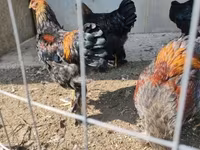 Brahma — foto 5