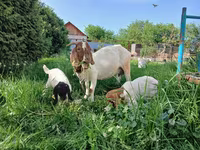 بز ماده, Boer goat — عکس 1