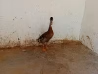Indian Runner — foto 1