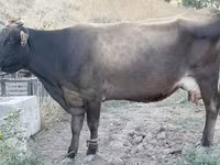 Cow, Ukrainian Brown Dairy Cattle — photo 1