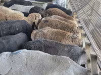 Beran, Arashan sheep — foto 2